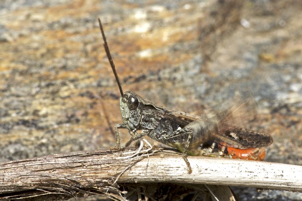 Chortippus vagans